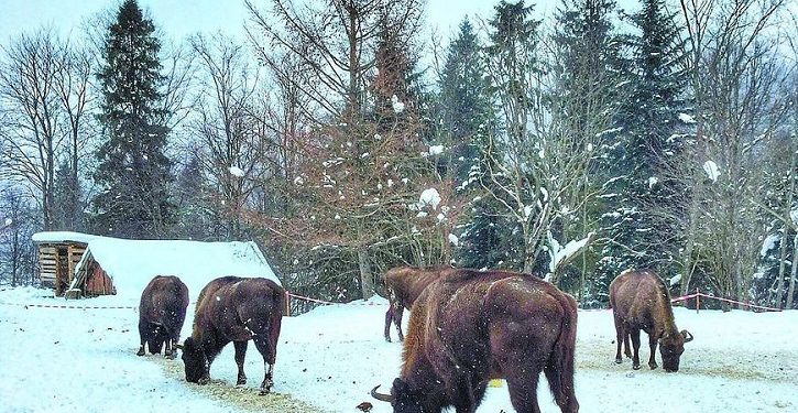 Чи забредуть зубри до тернопільських лісів