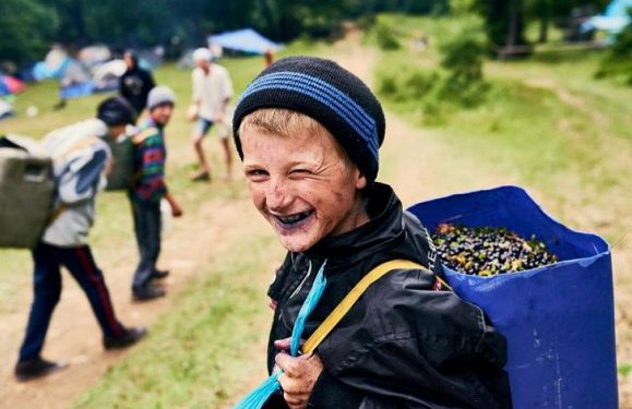 Чорниці у Карпатах дозріли з «випередженням графіка»