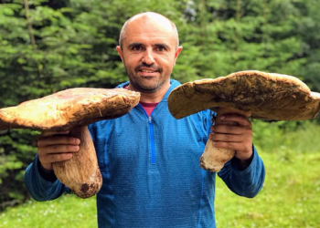 Як парасолька: У Карпатах збирають велетенські гриби