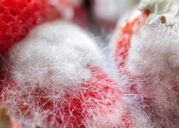 Урожай ягід у Польщі під загрозою: бракує працівників з України