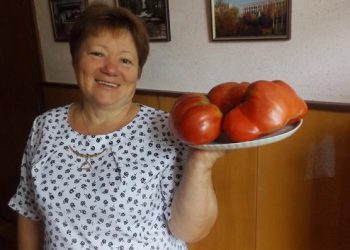 Марія із Заліщик вирощує диво-помідори