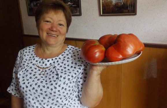 Марія із Заліщик вирощує диво-помідори