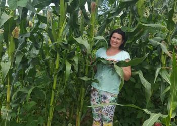 Диво-кукурудза виросла у Вільхівцях…