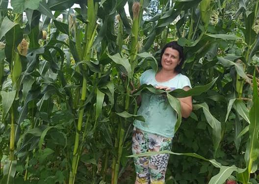 Диво-кукурудза виросла у Вільхівцях…