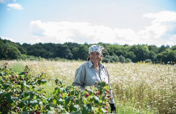 Ягідний кооператив у Старому Почаєві виходить на європейські ринки