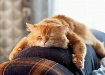 У грудні українці матимуть 11 вихідних