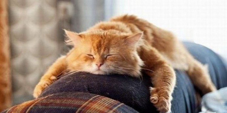 У грудні українці матимуть 11 вихідних