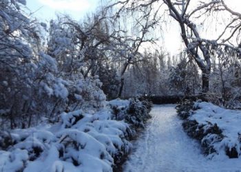Заліщицький дендропарк  під першим снігом (фото)