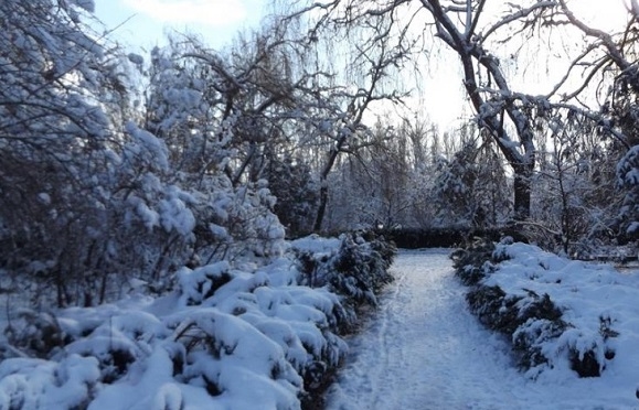 Заліщицький дендропарк під першим снігом (фото)