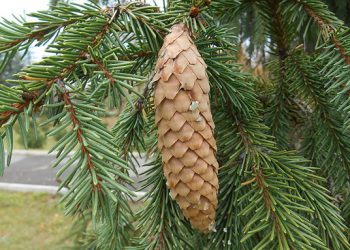 Як прикрасити ялинку, щоб вона сподобалася Свинці?