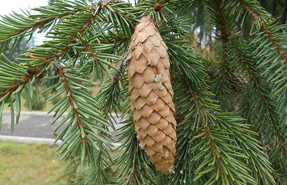 Як прикрасити ялинку, щоб вона сподобалася Свинці?