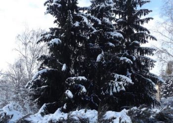 Заліщицький дендропарк  під першим снігом (фото)