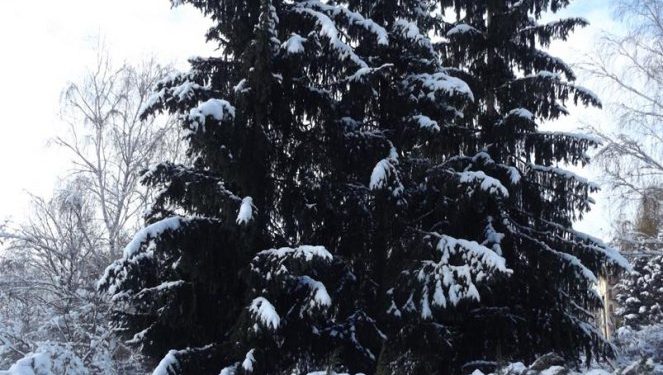 Заліщицький дендропарк  під першим снігом (фото)