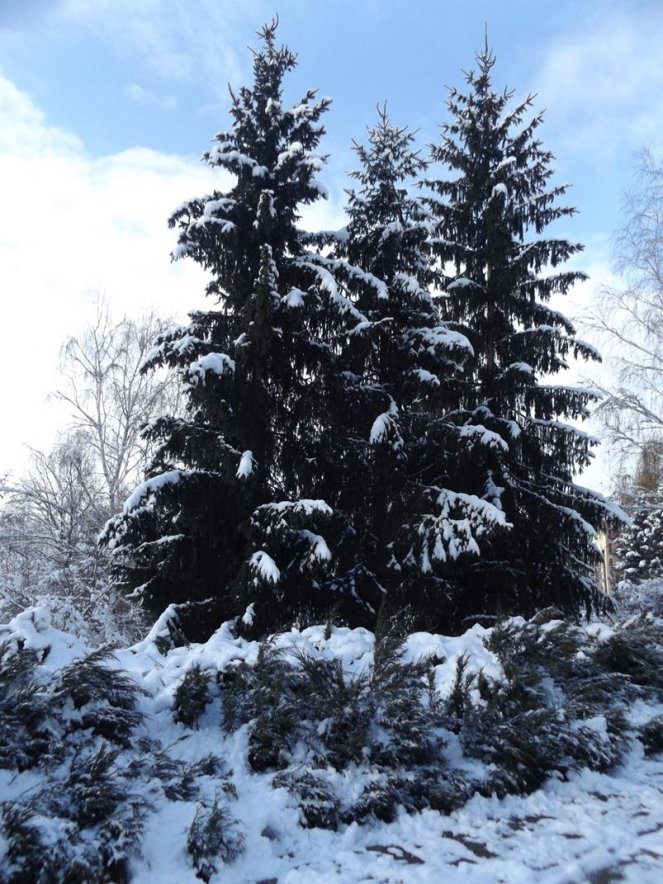 Заліщицький дендропарк  під першим снігом (фото)