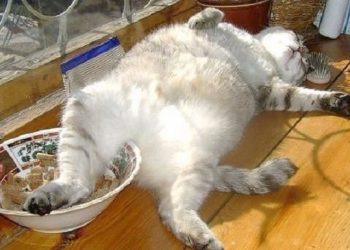 Кому не можна їсти вівсяну кашу