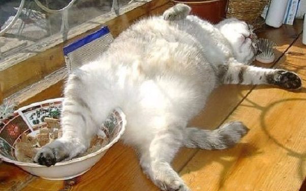 Кому не можна їсти вівсяну кашу