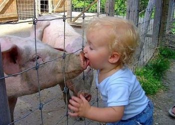 На одну живу свиню в області перепадає 3 людини