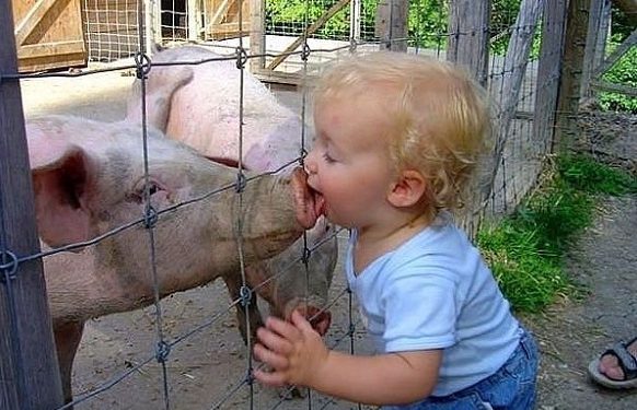 На одну живу свиню в області перепадає 3 людини