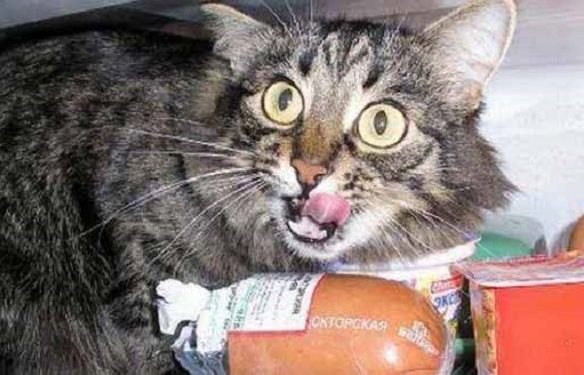 Їжа тернополян: чи є в курятині антибіотики