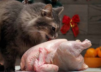 Їжа тернополян: на вигляд філе має бути, як філе