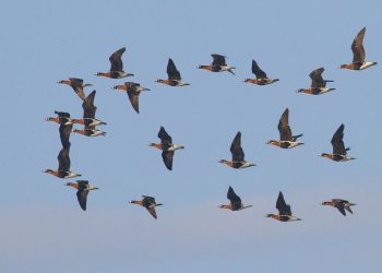 SkyUp навесні 2020 року розпочне польоти з Києва у Пізу