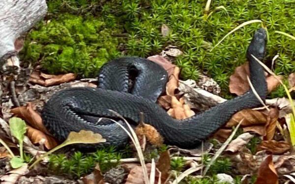 У одному з тернопільських парків помітили змію