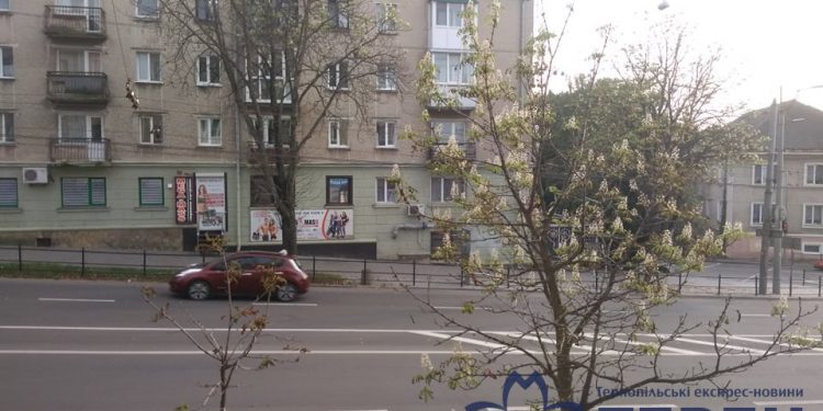 дерева цвітуть