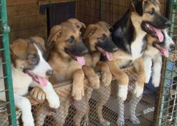 безпритульні