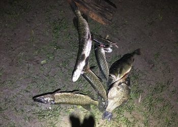 виловлення