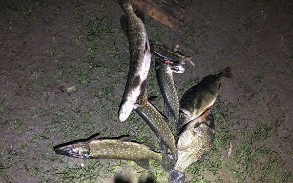 виловлення