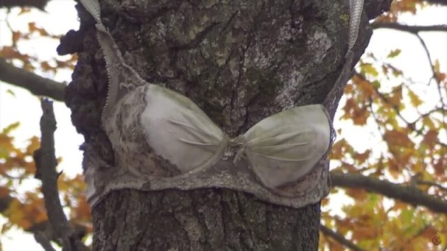 бюстгальтер