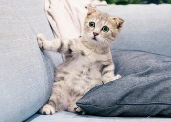 На Тернопільщині врятували кота