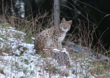 в Карпатах
