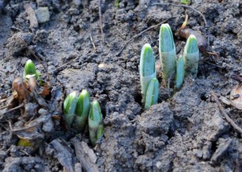 зимові квіти