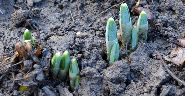 зимові квіти