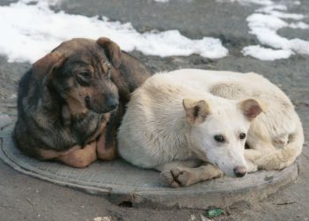 Безпритульні