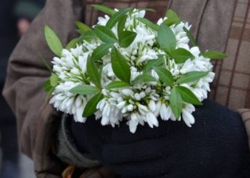 Екологічна інспекція застерігає від купівлі первоцвітів