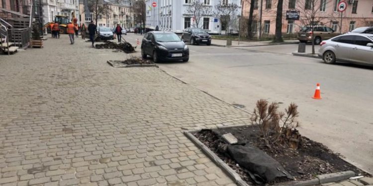 висадять клени