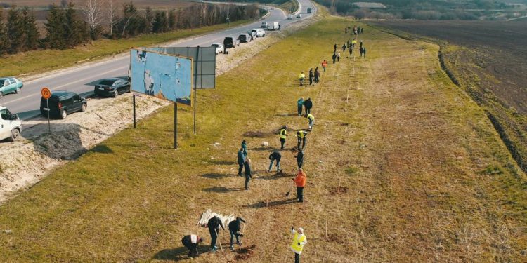 посадили дерева