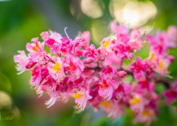 цвіт в місті