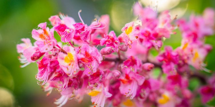 цвіт в місті