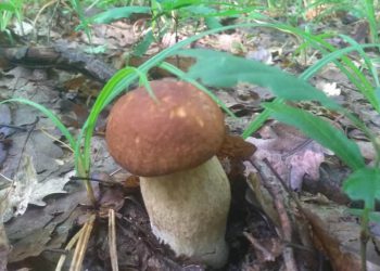 снзон грибів