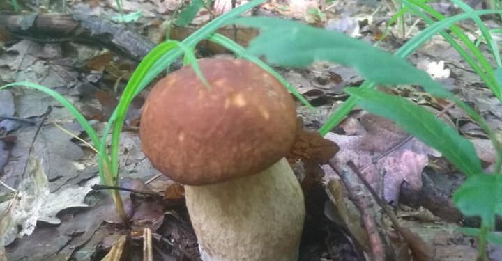 снзон грибів