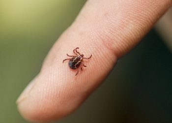 оброблятимуть парки