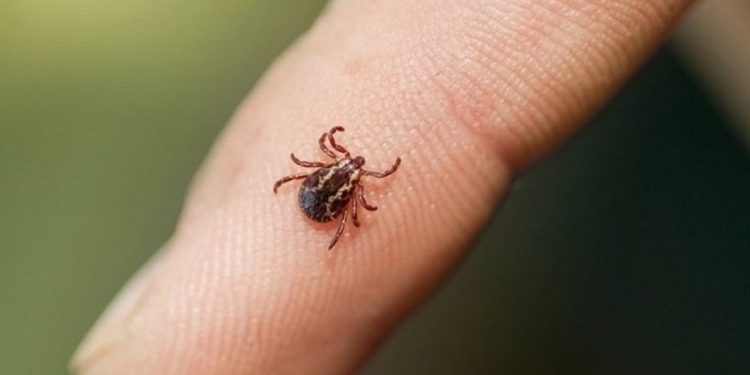 оброблятимуть парки