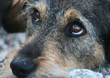 безпритульні