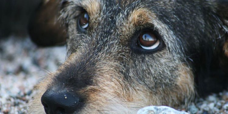 безпритульні