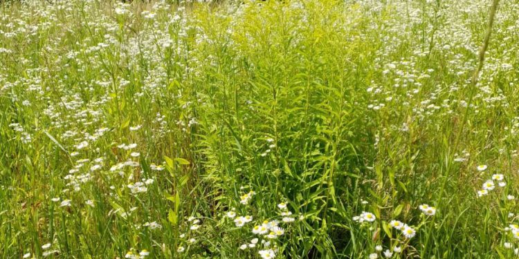 Україна впроваджує ePhyto з 1 лютого