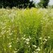 Україна впроваджує ePhyto з 1 лютого