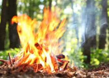 небезпека в лісі